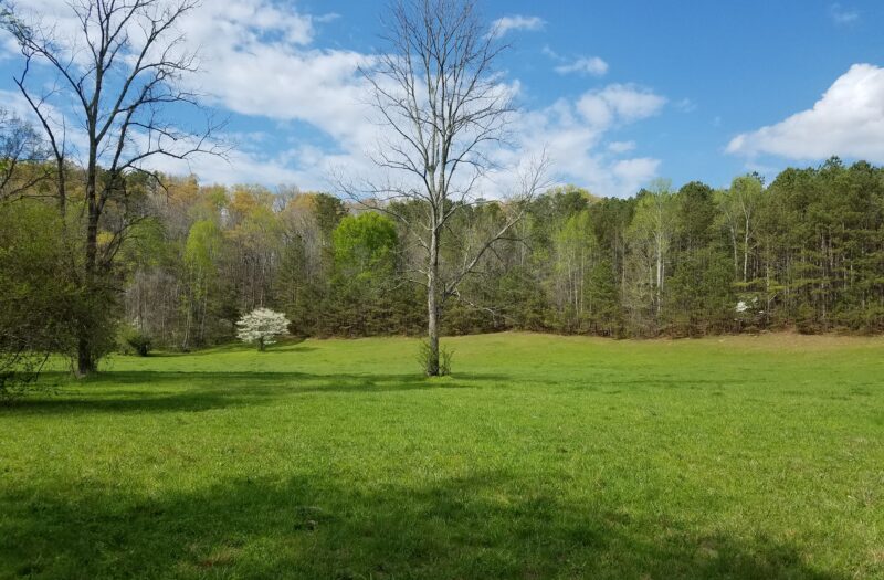 Middle Of Back Pasture